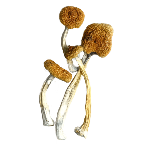 B+ CUBENSIS